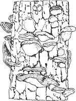 conceptuales de estereo hirsutum cubierta el ladrar de un árbol, vi vector