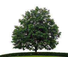 Single tree on grass hill isolate white background with cliping path and alpha channel. photo