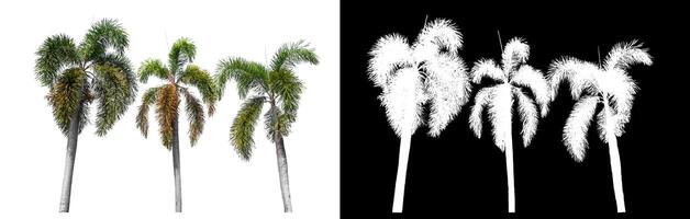 Green palm tree isolated on white background with clipping path and alpha channel on black background. photo