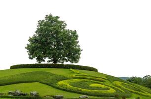 Single tree on grass hill isolate white background with cliping path and alpha channel. photo