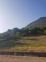 Sunlight Glistens on Olive Branches at the Base of a Mountain photo