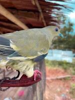 Beautiful dove bird enjoying the summer atmosphere in the tropical forest photo