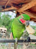 Beautiful green parrot relaxing and enjoying the beauty of tropical nature photo