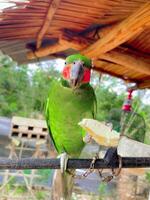 Beautiful green parrot relaxing and enjoying the beauty of tropical nature photo
