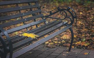 Yellow maple leaf on a park bench. Autumn time. Eye charm. Your time is wonderful to me.CINEMATIC photo