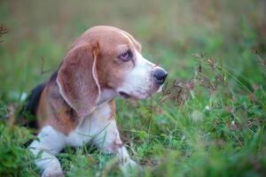 retrato de un linda tricolor beagle perro sentado en el césped campo debajo luz solar, selectiva enfoque, ojo enfocado ,tiroteo con un superficial profundidad de campo. foto