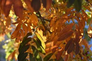 Yellow-green-red leaves of mountain ash in autumn in the rays of the setting sun. Beautiful colorful autumn leaves. photo