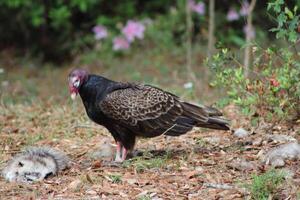 Red Headed Vulture Feeding On RoadKill. photo