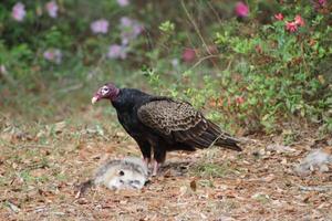 Red Headed Vulture Feeding On RoadKill. photo