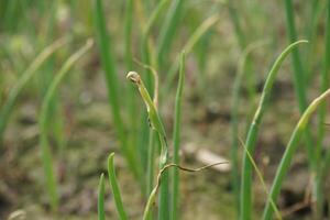 cebolla plántulas tener estado plantado en agrícola tierra. cuyo nombre es guti cebolla foto