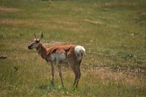 Pronghorn Doe Eating Grass in a Field photo