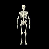 X-ray Vision,of the Human Body and Bones. photo