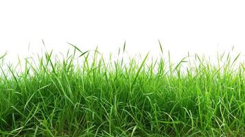 AI generated Isolated green grass on a white background photo