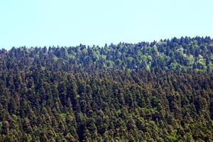 Pine trees in the forest. Bolu,Turkey photo