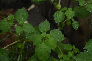 Ciplukan plants that grow in moorlands, dry rice fields and around forests. Plants with the Latin names Physalis angulata and Physalis minima. Foreigners call them morel berries. medicinal plants photo