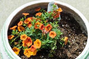 white flowerpot with orange Million Bells blossoms photo