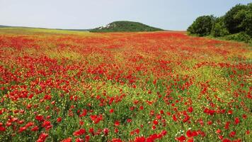 antenne visie Aan groot veld- van rood klaprozen en groen gras Bij zonsondergang. mooi veld- scharlaken klaprozen bloemen met selectief focus. rood klaprozen in zacht licht. glade van rood papavers. papaver sp. niemand video