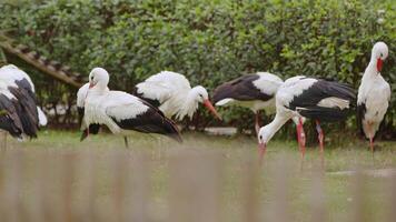 Tier Vogel Pelikan im Natur video