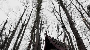 gammal trä- by hus i skog video