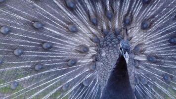 animal pájaro pavo real en naturaleza video