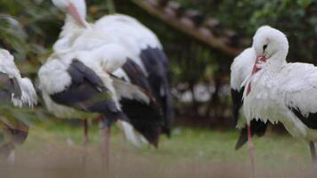 animal oiseau pélican dans la nature video