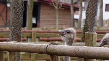 animal pájaro avestruz en granero video