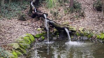 acqua mulino nel selvaggio natura video