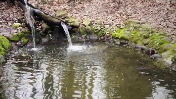 Wasser Mühle im wild Natur video