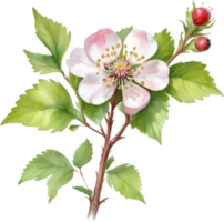 AI generated Watercolor painting of a Hawthorn flower. png