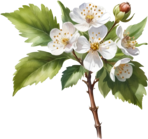 AI generated Watercolor painting of a Hawthorn flower. png