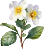 AI generated Watercolor painting of a Primrose flower. png