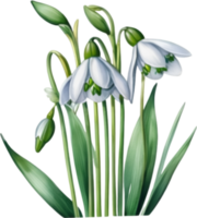 AI generated Watercolor painting of a Snowdrop flower. png
