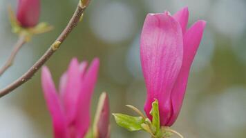 magnolia träd i de botanisk trädgård. blommig vår bakgrund. stänga upp. video