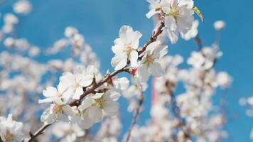 details van een amandel boom met blauw lucht achtergrond video