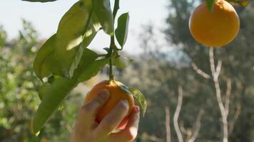 il raccolta di frutta durante primavera video