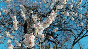 wonderful spring day with blue sky video