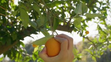 mano coleccionar un naranja desde el árbol video