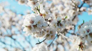 Weiß Blütenblätter von ein Mandel Baum video