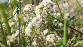 le blanc fleurs sur le printemps herbe video