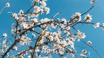 Blue Sky Surrounding The Beauty Of A Blooming Tree video