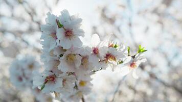 White Is The Color Of The Almond Spring video