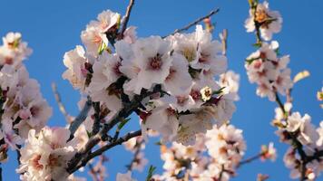 vår kommande i de blomma av central parkera träd video