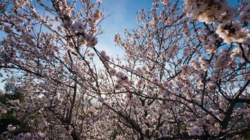 Sun Rays Of Spring In Tokyo video