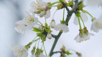 sauvage Cerise ou prunus avium fleurs. branche de sucré Cerise avec fleurs. de bonne heure printemps. proche en haut. video