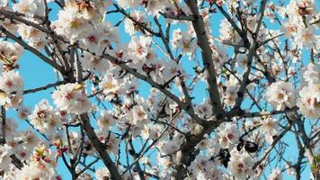 wit bloemblaadjes van bomen in centraal park video