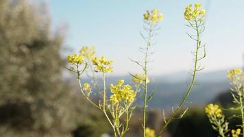 Yellow Flowers Of The Plant Of Broccoli video