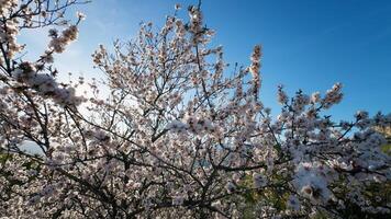 bleu et blanc sont le couleurs de printemps video