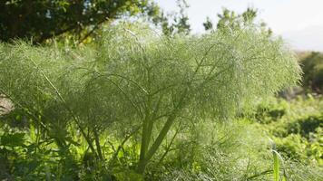 Fenchel Pflanze wachsend im Grün Umgebung video