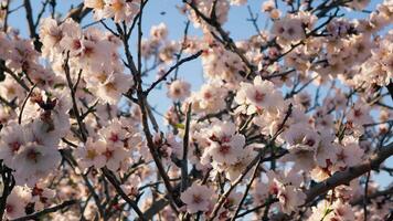 de seizoen van wit bloemen heeft aangekomen video