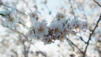 Spring Giving Life To White Petals video